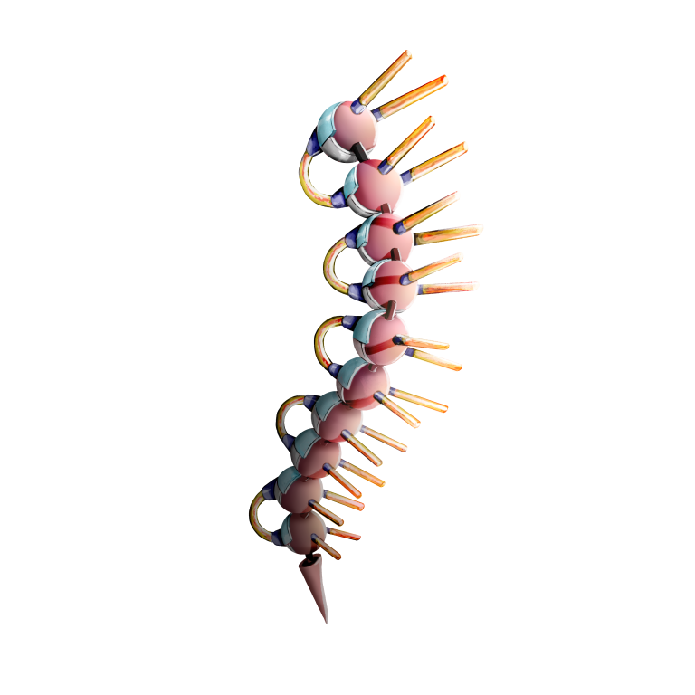 augment_spine_04